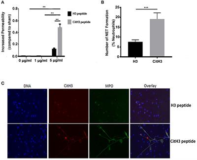 Citrullinated Histone H3 as a Therapeutic Target for Endotoxic Shock in Mice